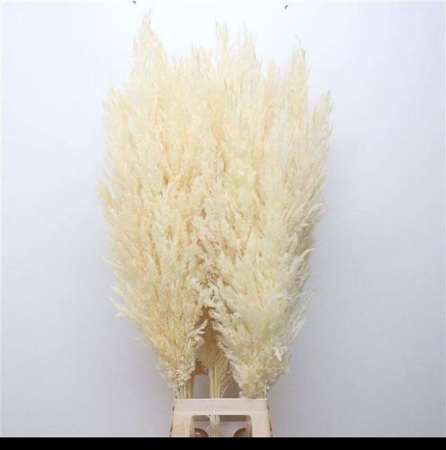 Cortaderia selloana kleurbehandeld H%