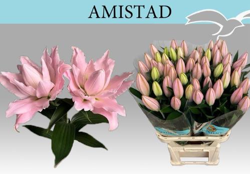 Lilium (Oriental Grp) dubbel 'Amistad'