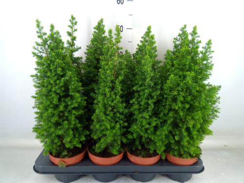 Chamaecyparis thyoides 'Top Point'