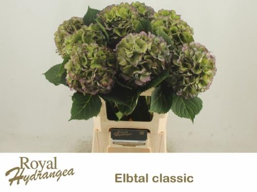 Hydrangea macrophylla 'Elbtal' (classic)