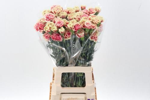 Dianthus standaard Wow+