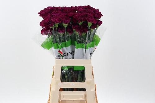 Dianthus standaard 'Golem'