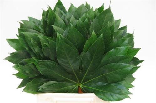 Aralia continentalis
