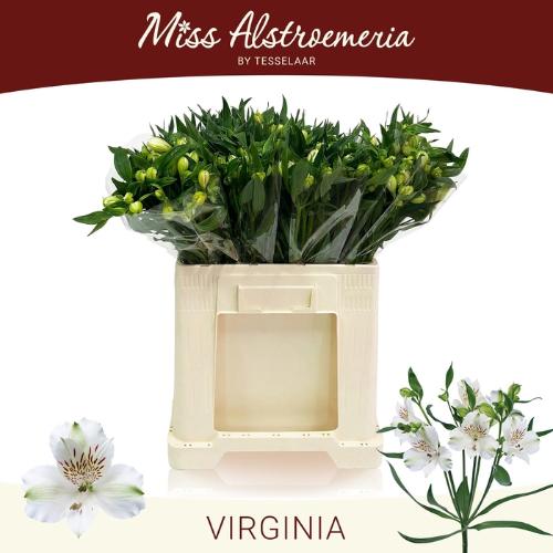 Alstroemeria 'Virginia'