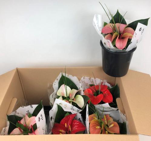 Anthurium Andreanum Grp Love Collectie