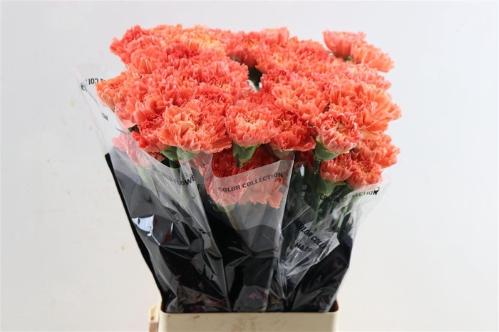 Dianthus standaard Hermes Orange