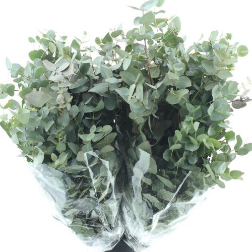 Eucalyptus per bos cinerea