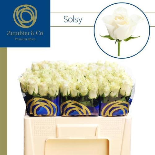 Rosa grootbloemig Solsy