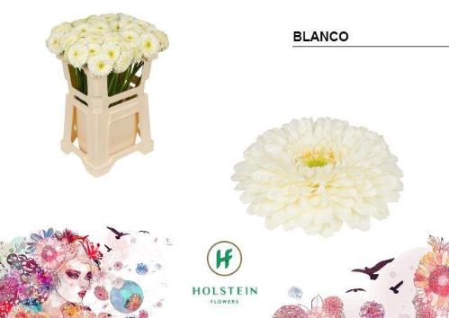 Gerbera mini bolvormig Gerponi Blanco