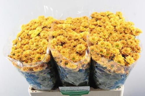 Chrysanthemum (Indicum Grp) tros santini Rossi Orange