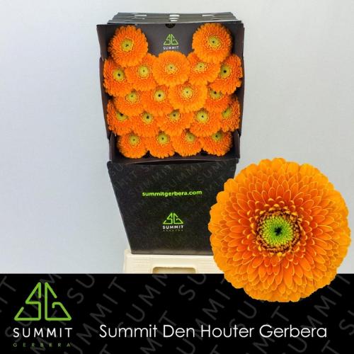Gerbera mini bolvormig Bolero RajaRaja