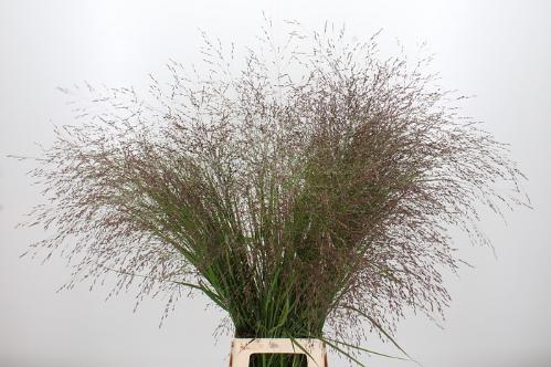 Panicum virgatum 'Warrior'