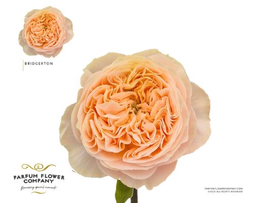 Rosa grootbloemig Bridgerton