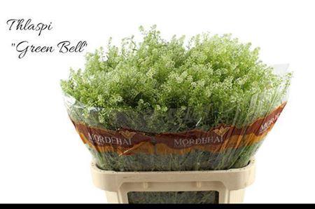 Thlaspi Green Bell
