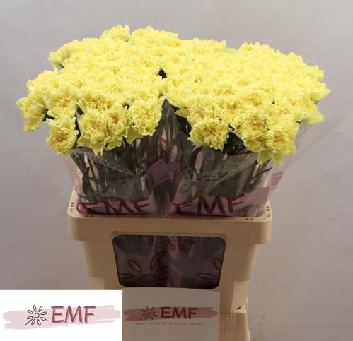 Dianthus standaard Hermes