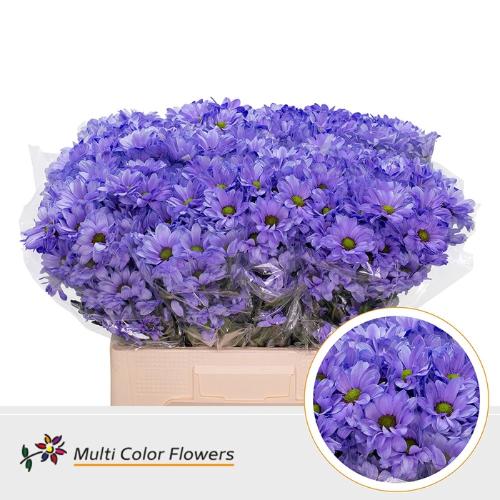 Chrysanthemum Indicum Grp tros kas kleurbehandeld H%