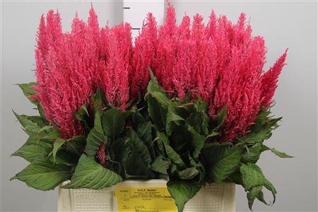 Celosia Plumosa Grp 'Royal Pink'