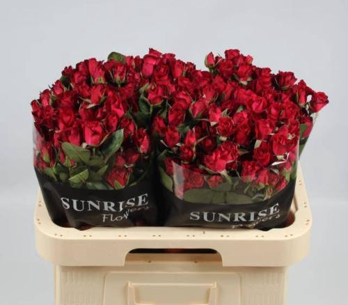 Rosa tros Dominica