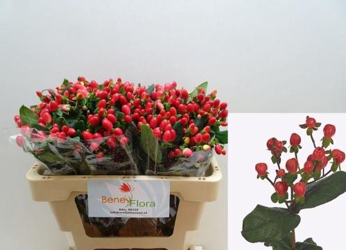 Hypericum inodorum Go Top