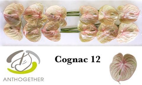 Anthurium Andreanum Grp Cognac