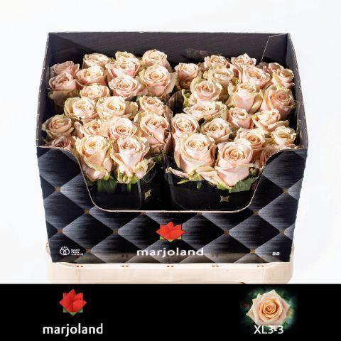 Rosa grootbloemig Bellini!