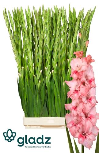 Gladiolus grootbloemig 'Adrenalin'