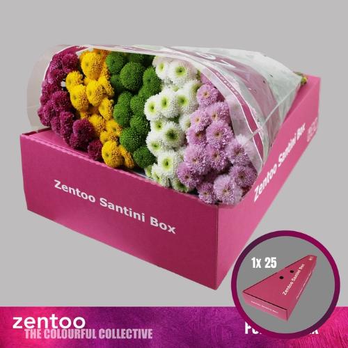 Chrysanthemum Indicum Grp tros santini pompon gemengd in bos