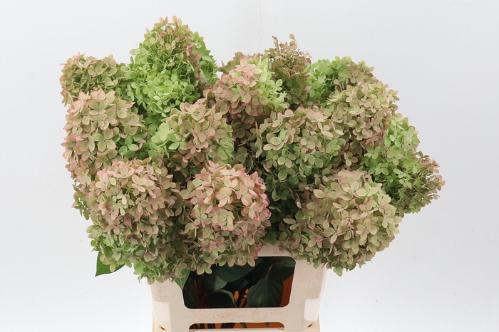 Hydrangea paniculata Magical Candle (classic)