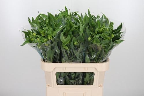 Alstroemeria 'Virginia'