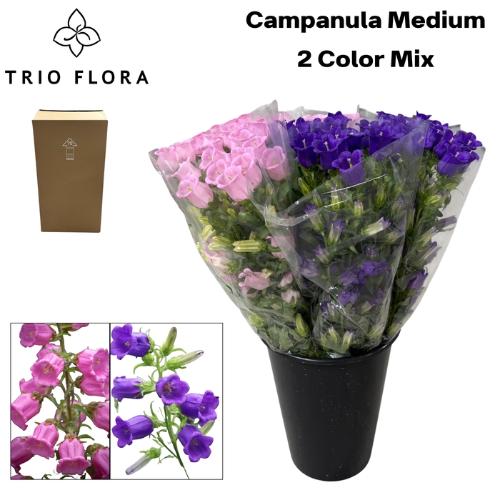 Campanula medium gemengd