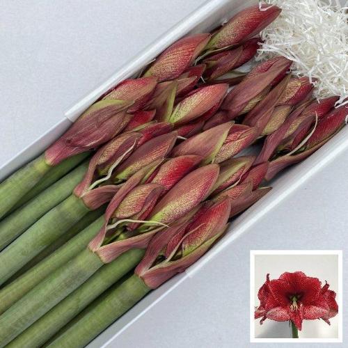 Hippeastrum Galaxy Grp 'Maestro'