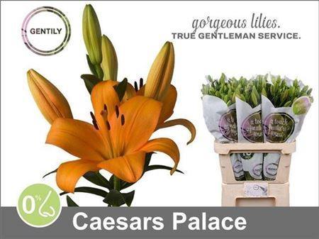 Lilium Longiflorum x Aziatische Grp 'Caesars Palace'