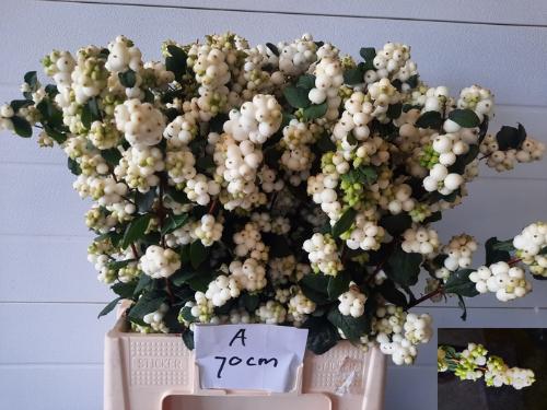 Symphoricarpos Magical Avalanche