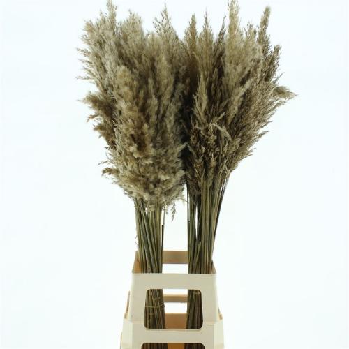 Cortaderia overig