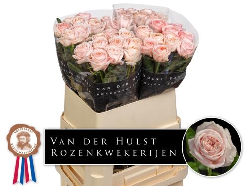 Rosa grootbloemig Très Jolie