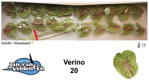 Anthurium Andreanum Grp Verino
