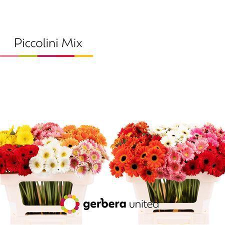 Gerbera mini Piccolini gemengd in fust