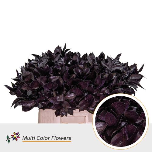 Ruscus kleurbehandeld H%