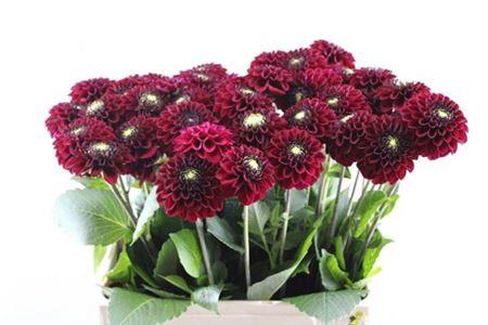 Dahlia 'Black Fox'