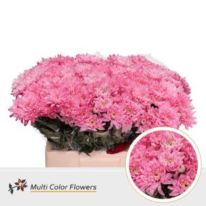 Chrysanthemum Indicum Grp tros kas kleurbehandeld H%