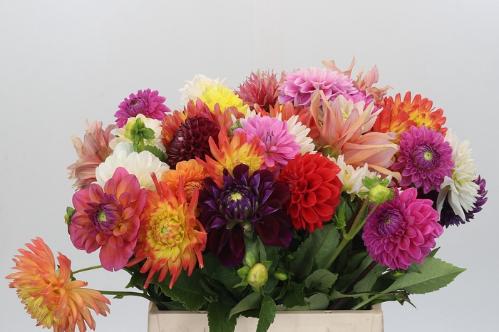 Dahlia gemengd in bos
