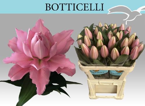 Lilium (Oriental Grp) dubbel overig