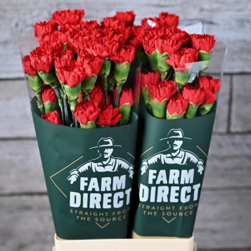 Dianthus standaard Don Pedro