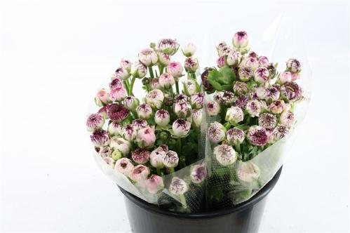 Ranunculus asiaticus 'Amandine Light Cappuccino'