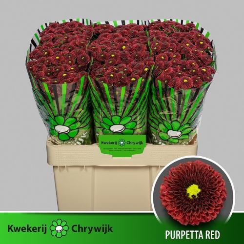 Chrysanthemum (Indicum Grp) tros santini AAA Purpetta Red