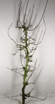 Huis en tuindecoratie overig 6%