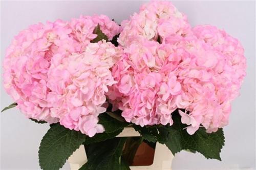 Hydrangea overig
