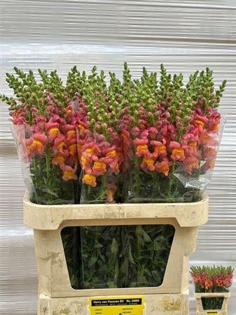Antirrhinum majus 'Potomac Dark Orange'