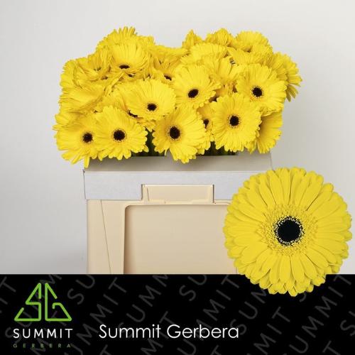 Gerbera grootbloemig 'Don Leo'