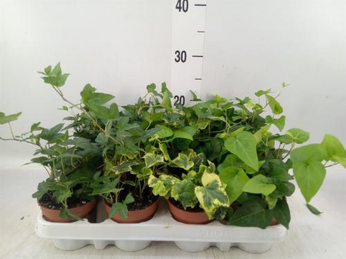 Hedera helix gemengd